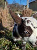 Dwerggeitje, Animaux & Accessoires, Moutons, Chèvres & Cochons, Mâle, Chèvre, 0 à 2 ans