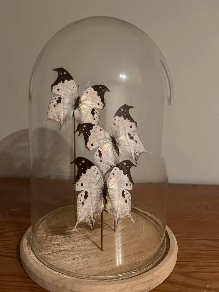 Unieke decoratieve stolp met 3 tropische vlinders, Collections, Collections Animaux, Comme neuf, Enlèvement