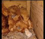 Zijdehoen, Dieren en Toebehoren