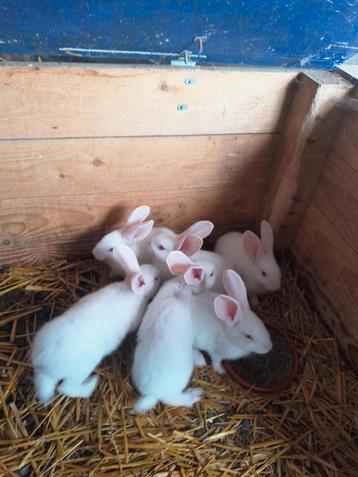 Nest jonge vleeskonijnen te koop