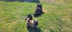 Klein  keeshondjes, Dieren en Toebehoren, België, Particulier, Keeshond, 8 tot 15 weken