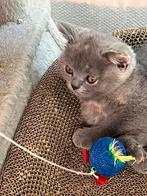 Britse korthaar kitten, Plusieurs animaux, Vermifugé, 0 à 2 ans