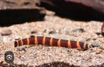 2 botiasen 1 sierpalingske en albino kuisen, Dieren en Toebehoren, Vissen | Aquariumvissen