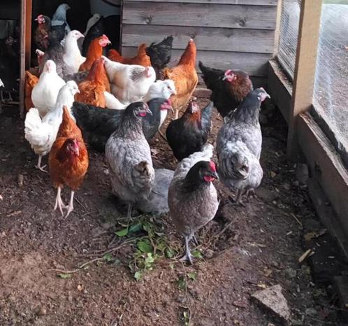 gekleurde legkippen van minstens 20 weken, Dieren en Toebehoren, Pluimvee, Kip, Vrouwelijk