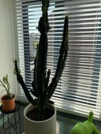 Zeer grote cactus, Huis en Inrichting, Ophalen, Cactus