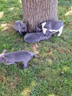 Franse bulldog puppy's, Dieren en Toebehoren, Honden | Bulldogs, Pinschers en Molossers, België, CDV (hondenziekte), 8 tot 15 weken