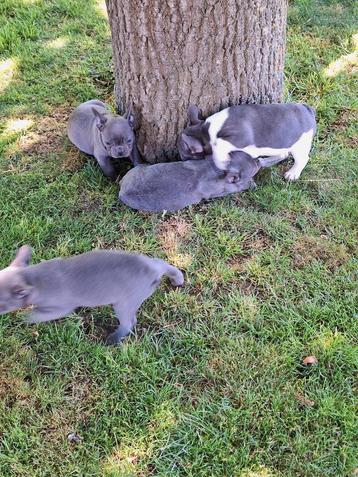 Franse bulldog puppy's  beschikbaar voor biedingen