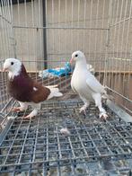 Super takla, Dieren en Toebehoren