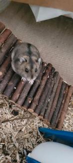 5 Russische Dwerghamster Mogen De Nestje Verlaten, Dieren en Toebehoren, Knaagdieren, Hamster, Mannelijk, Juli, Tam