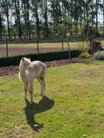 Alpaca hensgt, Dieren en Toebehoren, Mannelijk, 0 tot 2 jaar