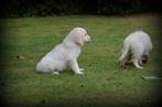 Golden Retriever pups, Dieren en Toebehoren, Honden | Retrievers, Spaniëls en Waterhonden, Golden retriever, België, CDV (hondenziekte)