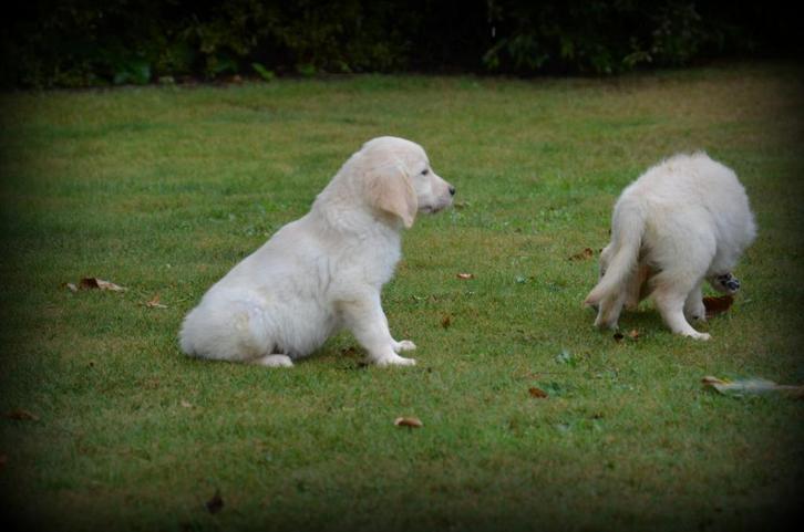 Golden Retriever pups, Dieren en Toebehoren, Honden | Retrievers, Spaniëls en Waterhonden, Teef, Golden retriever, Fokker | Professioneel