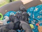 Engelse cocker Spaniël reutjes te koop, Dieren en Toebehoren, Honden | Retrievers, Spaniëls en Waterhonden, België, Fokker | Hobbymatig