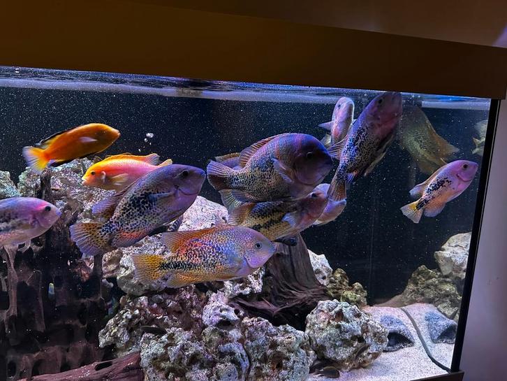 Amerikaanse Vieja Bifasciata cichliden, Dieren en Toebehoren, Vissen | Aquaria en Toebehoren, Zo goed als nieuw, Ophalen