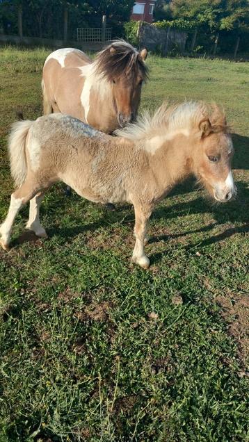 Mooi shetlander  hengstje., Vermifugé, Poney de récréation, Poney A (jusqu'à 1.17 m), Étalon