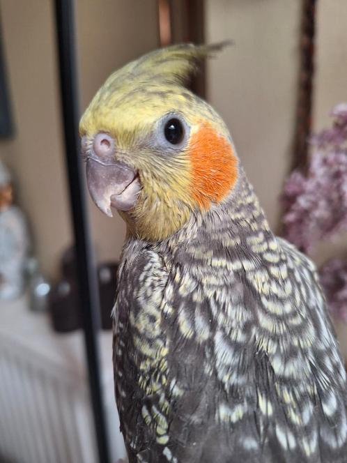 Zeer lieve valkparkietjes, Dieren en Toebehoren, Vogels | Parkieten en Papegaaien, Tam