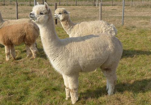 diverse alpaca’s: (drachtige) merries, dekhengsten, veulens, Dieren en Toebehoren, Overige Dieren, Meerdere dieren