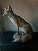 Taxidermi opgezette vos zittend, Ophalen, Zo goed als nieuw