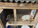 2 konijnen en konijnenhok, Animaux & Accessoires, Enlèvement, Niche