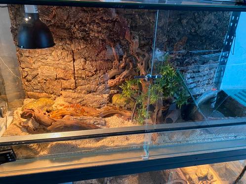 Terrarium + c’est occupant, Dieren en Toebehoren, Reptielen en Amfibieën | Toebehoren, Gebruikt, Ophalen