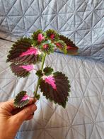 Boutures coleus (plusieurs disponibles), Jardin & Terrasse, Enlèvement ou Envoi