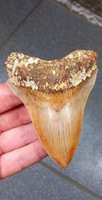 Megalodon haaientand fossiel uit Indonesie, Verzamelen, Verzenden, Fossiel