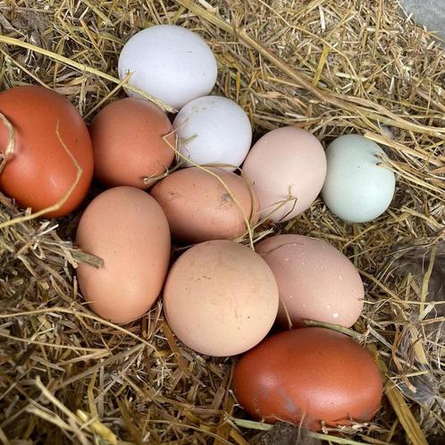Verse BIO eitjes, Dieren en Toebehoren, Pluimvee | Toebehoren, Nieuw, Ophalen