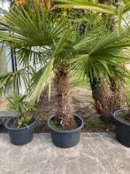 Trachycarpus Fortunei, Tuin en Terras, Planten | Tuinplanten, Ophalen