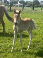 Haflinger merrie veulen, Dieren en Toebehoren, Merrie, Minder dan 160 cm, 0 tot 2 jaar, Onbeleerd