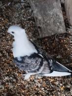 Sierduifjes, Dieren en Toebehoren