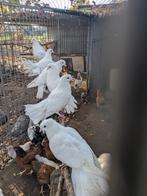 Pauwstaart duiven, Dieren en Toebehoren