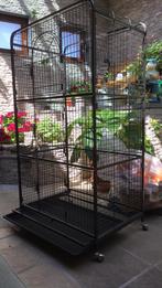 Kooi voor cavia’s, Ophalen of Verzenden, Zo goed als nieuw