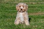 Cockapoo pups te koop, Dieren en Toebehoren, 15 weken tot 1 jaar, Reu, Buitenland, CDV (hondenziekte)