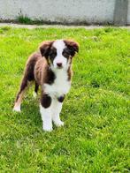 Belgische Australische herder pupjes zoeken een mandje, Dieren en Toebehoren, Honden | Herdershonden en Veedrijvers, CDV (hondenziekte)