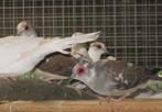 diamantduifjes, Dieren en Toebehoren, Vogels | Duiven, Meerdere dieren, Overige soorten