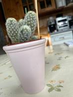 Leuke cactus met 6 armen en cache-pot, Huis en Inrichting, Kamerplanten, Cactus, Ophalen of Verzenden, In pot, Bloeiende kamerplant
