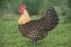 Citroenbrakel kippen jonge hennen beschikbaar, Dieren en Toebehoren, Pluimvee, Vrouwelijk, Kip