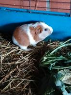 Jonge cavia, Dieren en Toebehoren, Knaagdieren, Oktober, Mannelijk, Cavia
