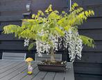 Glycine-bonsai - Wisteria Floribunda, Tuin en Terras, Planten | Bomen, Overige soorten, Lente, Minder dan 100 cm, Ophalen
