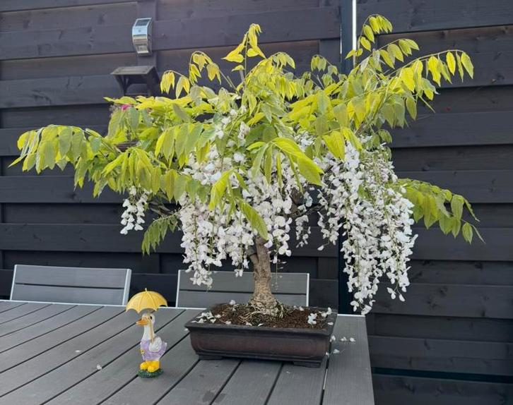 Glycine-bonsai - Wisteria Floribunda, Tuin en Terras, Planten | Bomen, Overige soorten, Minder dan 100 cm, Volle zon, Lente, In pot