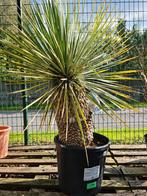 Yucca Rostrata - palmlelie, Tuin en Terras, Planten | Tuinplanten, Ophalen