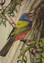 PURPERGORS, Verzamelen, Postkaarten | Dieren, Verzenden, Gelopen, Vogel