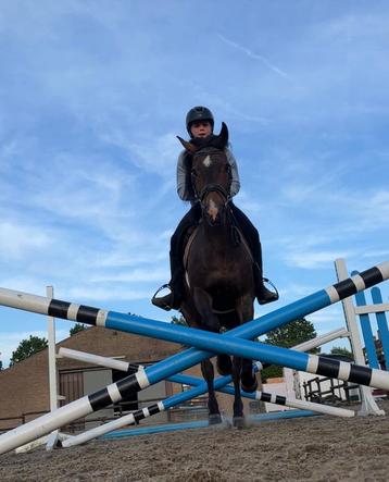 Saut de dressage New Forest D-Pony