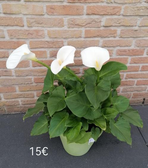 Moederdag tip   mooie grote Aaronskelken in siercaspot, Tuin en Terras, Planten | Tuinplanten, Vaste plant, Ophalen
