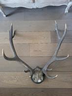 Echt groot paar hertenhoorns, Verzamelen, Dierenverzamelingen, Ophalen, Zo goed als nieuw, Hert, Gewei of Kop