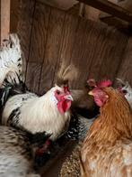 Appzeller spitskuif hanen te koop