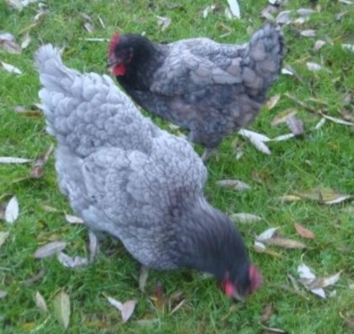 Legkippen Blue de Landes en andere - Bel:0472/51.09.71, Dieren en Toebehoren, Pluimvee, Kip