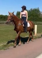 Knappe merrie van 5 jaar en 1,60 ong, Merrie