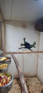 Toerako persa persa pop, Animaux & Accessoires, Oiseaux | Oiseaux Autre, Femelle, Oiseau tropical, Bagué