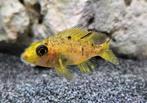 Aulonocara Yellow Berry malawi cichliden hobbykweek, Vis, Zoetwatervis